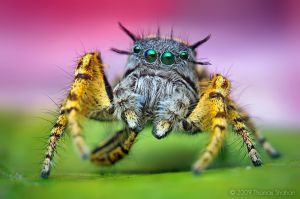 Adult Male Phidippus mystaceus Jumping Spider